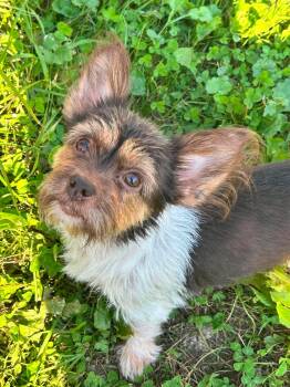 Essy -  Terrier Dog for Adoption in Brunswick, Ohio - Essy | PetCurious