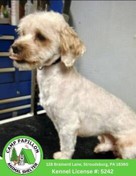 Cupid -  Shih Tzu and Poodle Dog for Adoption in Stroudsburg, Pennsylvania - Cupid | PetCurious