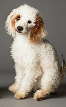Cavalier King Charles Spaniel and Poodle Dogs Available for Adoption in Fort Myers, Florida - Peach | PetCurious