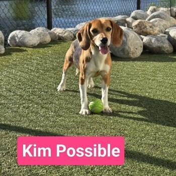 Kim Possible -  Beagle Dog for Adoption in Stamford, Connecticut - Kim Possible | PetCurious