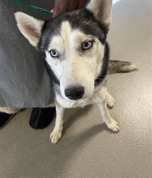 Rescue Siberian Husky Dogs for Adoption in Las Vegas, Nevada - SKY | PetCurious