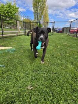 Pit Bull Terrier and Mixed Breed Dogs Available for Adoption in Westland, Michigan - Patch | PetCurious