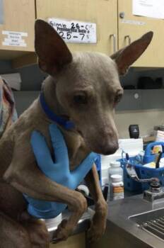 Doberman Pinscher Dogs Available for Adoption in Riverside, California - KOBE | PetCurious