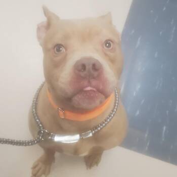 Pit Bull Terrier Dogs Available for Adoption in Vineland, New Jersey - Diesel | PetCurious