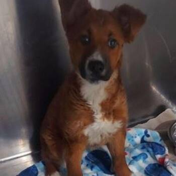 Shepherd and Mixed Breed Dogs Available for Adoption in Lake Havasu City, Arizona - Tulu | PetCurious