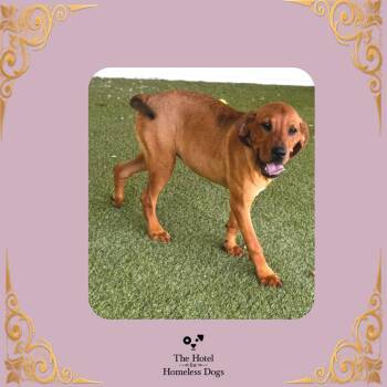 Payne -  Golden Retriever and Mixed Breed Dog for Adoption in Cumberland, Rhode Island - Payne | PetCurious
