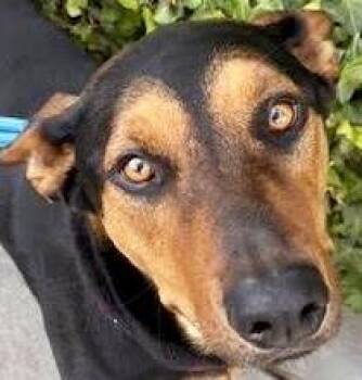 Rescue Doberman Pinscher and Rottweiler Dogs for Adoption in Los Angeles, California - TURBO (Loves Dogs) | PetCurious