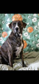 Freckles -  Mountain Cur Dog for Adoption in Berea, Kentucky - Freckles | PetCurious