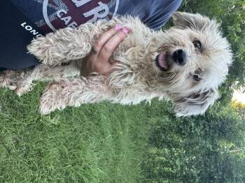 June Bug -  Maltese Dog for Adoption in Garland, Texas - June Bug | PetCurious