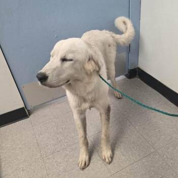 Moonlight 26-07-170 -  Great Pyrenees Dog for Adoption in Bastrop, Texas - Moonlight 26-07-170 | PetCurious