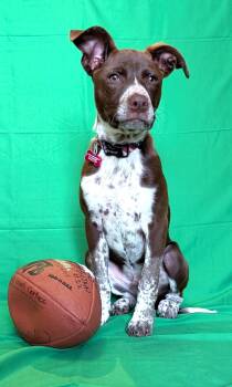 Rescue Australian Cattle Dog Blue Heeler Dogs for Adoption in Lisbon, Iowa - Rusty | PetCurious