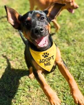 Miniature Pinscher and Pit Bull Terrier Dogs Available for Adoption - Maverick  | PetCurious