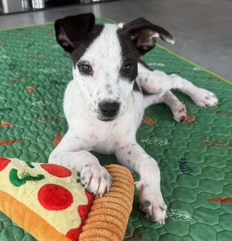 Rescue Feist and Labrador Retriever Dogs for Adoption in Gilberts, Illinois - KENDALL | PetCurious