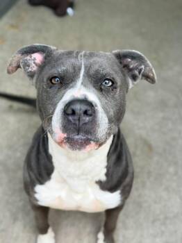 Pit Bull Terrier Dogs Available for Adoption in Chicago, Illinois - Aloha | PetCurious