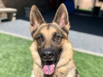 SAVE ME PLEASE Sport - IDA552933 -  German Shepherd Dog Dog for Adoption in San Marcos, California - SAVE ME PLEASE Sport - IDA552933 | PetCurious