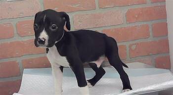A2094303 -  Staffordshire Bull Terrier and Mixed Breed Dog for Adoption in Houston, Texas - A2094303 | PetCurious