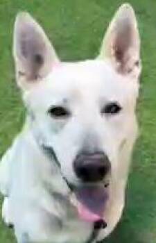Blitz -  White German Shepherd Dog for Adoption in Phoenix, Arizona - Blitz | PetCurious