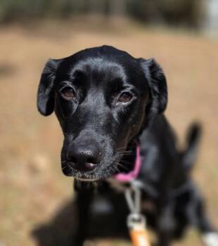 Retriever and Mixed Breed Dogs Available for Adoption - 04065B Myrtle | PetCurious