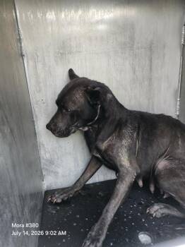 CANADA -  American Staffordshire Terrier Dog for Adoption in San Antonio, Texas - CANADA | PetCurious