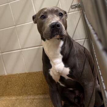 Rescue Pit Bull Terrier and Labrador Retriever Dogs for Adoption in League City, Texas - Asher | PetCurious