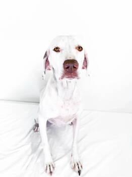 Eileen -  Pointer Dog for Adoption in Bixby, Oklahoma - Eileen | PetCurious