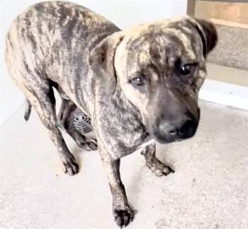 Pit Bull Terrier and Belgian Shepherd Malinois Dogs Available for Adoption in Houston, Texas - CHICO | PetCurious