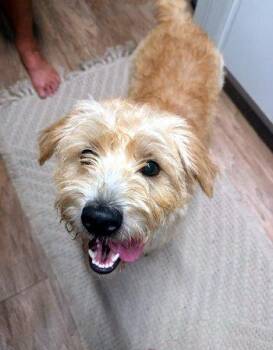 Baxter -  Terrier Dog for Adoption in Bedford Hills, New York - Baxter | PetCurious
