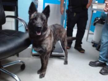 BEAR -  German Shepherd Dog and Mixed Breed Dog for Adoption in Albuquerque, New Mexico - BEAR | PetCurious