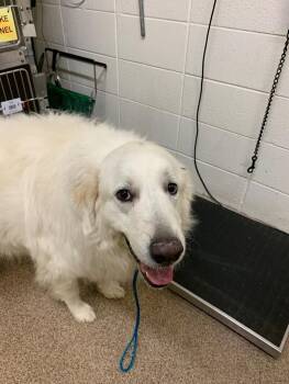 Muffin -  Great Pyrenees and Golden Retriever Dog for Adoption in Fruit Heights, Utah - Muffin | PetCurious