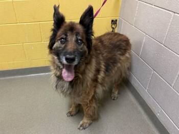 OSA -  German Shepherd Dog Dog for Adoption in Colorado Springs, Colorado - OSA | PetCurious