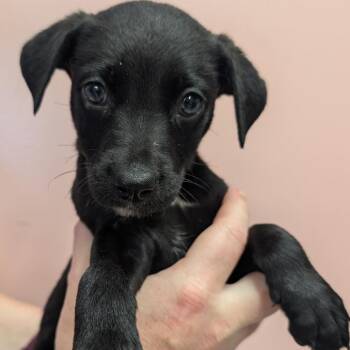 Snack Wrap -  Mixed Breed Dog for Adoption in Huntsville, Arkansas - Snack Wrap | PetCurious