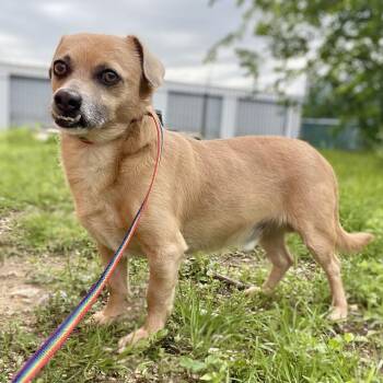 Dachshund and Pug Dogs Available for Adoption in Wimberley, Texas - Stitch | PetCurious