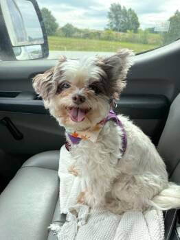 Missy aka Mavis -  Maltese Dog for Adoption in Franklin, Tennessee - Missy Aka Mavis | PetCurious