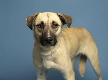 Australian Shepherd Dogs Available for Adoption in Phoenix, Arizona - ASHLEY | PetCurious