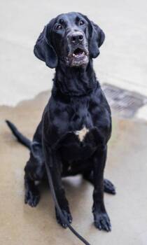 Trailblazer -  Mixed Breed Dog for Adoption in Chamblee, Georgia - Trailblazer | PetCurious