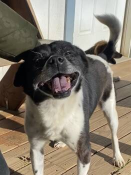 Rescue Mixed Breed Dogs for Adoption in Jamestown, California - Joy | PetCurious