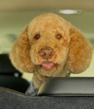 Goldendoodle Dogs Available for Adoption in Andover, Massachusetts - Harry Doodle - Local Guy! | PetCurious
