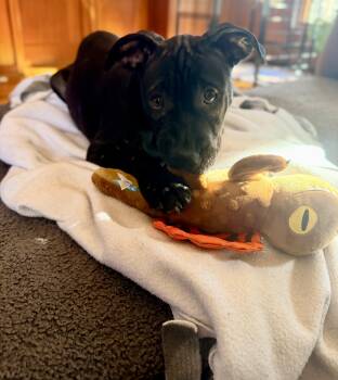 Pit Bull Terrier and Shar Pei Dogs Available for Adoption - Penelope (in Foster) | PetCurious