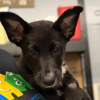 Smoke -  Mixed Breed Dog for Adoption in Lake Jackson, Texas - Smoke | PetCurious