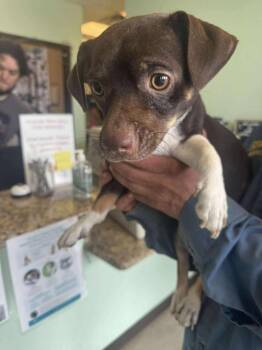 Chihuahua Dogs Available for Adoption in New Braunfels, Texas - Big Boy | PetCurious