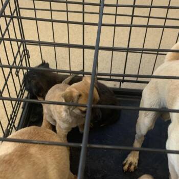 Mako -  Chihuahua Dog for Adoption in West Palm Beach, Florida - Mako | PetCurious