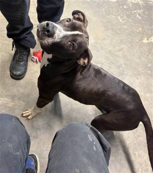 Pit Bull Terrier Dogs Available for Adoption in Tallahassee, Florida - LENORA | PetCurious