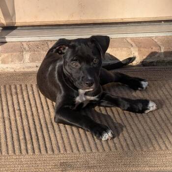 Santorini -  Black Labrador Retriever Dog for Adoption in Klein, Texas - Santorini | PetCurious