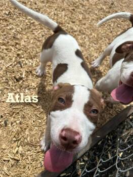 Rescue Mixed Breed Dogs for Adoption in Spring, Texas - Atlas | PetCurious
