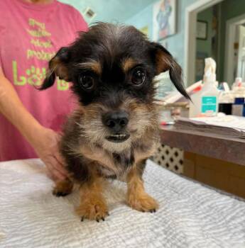 Swami (NOT YET AVAILABLE) -  Schnauzer and Pug Dog for Adoption in Benton, Louisiana - Swami (NOT YET AVAILABLE) | PetCurious
