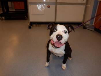 ORION -  Staffordshire Bull Terrier Dog for Adoption in San Jose, California - ORION | PetCurious