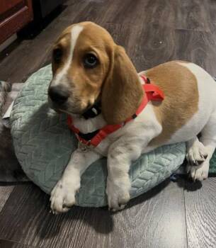 Basset Hound Dogs Available for Adoption in Candler, North Carolina - Mylo | PetCurious