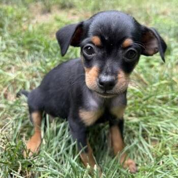 Sophia -  Chihuahua Dog for Adoption in Midlothian, Virginia - Sophia | PetCurious