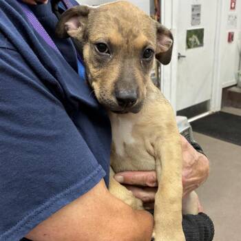 Huggie -  Shepherd Dog for Adoption in South Elgin, Illinois - Huggie | PetCurious