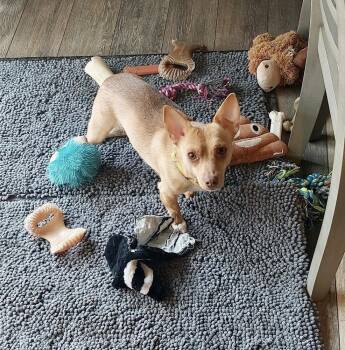 Chihuahua Dogs Available for Adoption - Miles | PetCurious